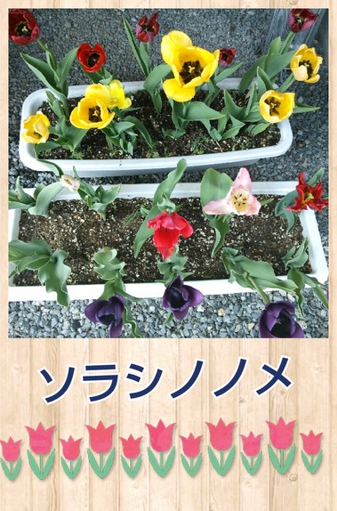 チューリップ２.jpg