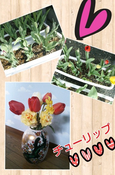 チューリップ.jpg