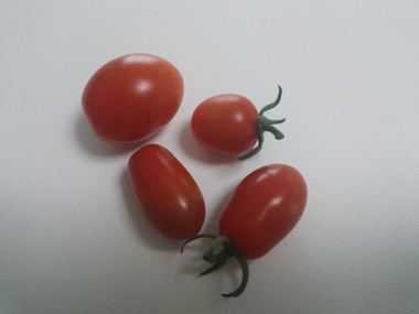 トマト写.JPG