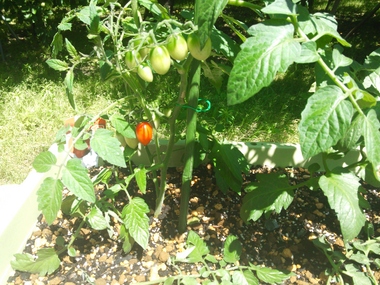 トマト１.JPG
